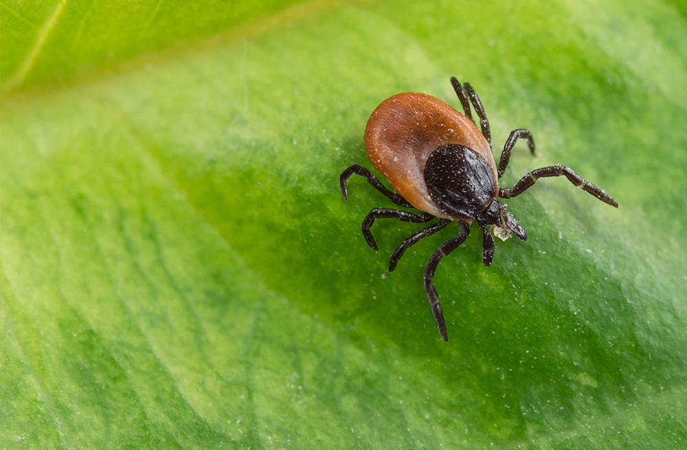 Photo of a tick on a leaf